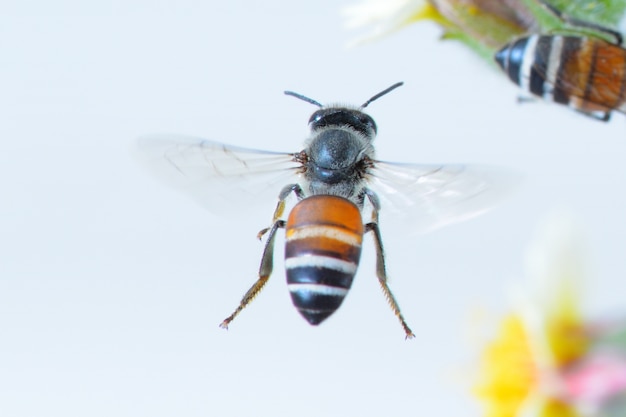 白い背景に飛んで飛ぶ蜂