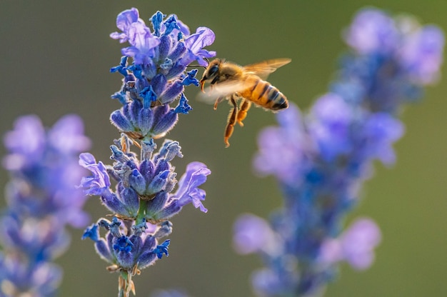 Пчела летит над цветами лаванды в поле в Пьемонте
