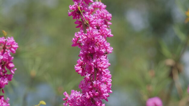 Photo bee flying over the purple flowers of the tree of love or judas tree judas tree and european scarlet