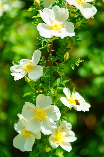 焦点が合っていない緑の背景に白と黄色の花の間を飛んでいる蜂