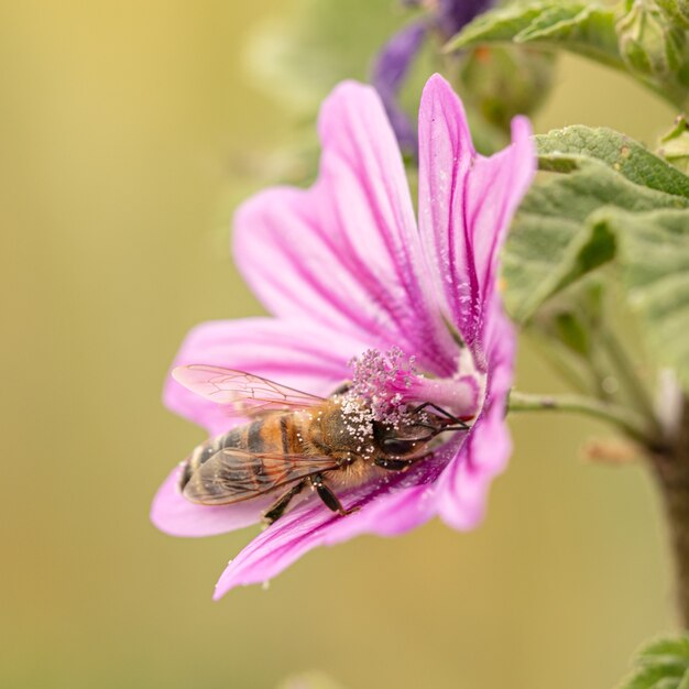 自然界のゼニアオイの花で採餌するミツバチ