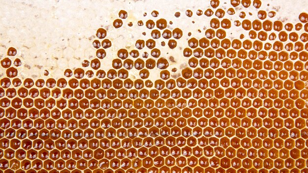 Bee fresh honey in combs. background and texture. vitamin natural food. bee work product