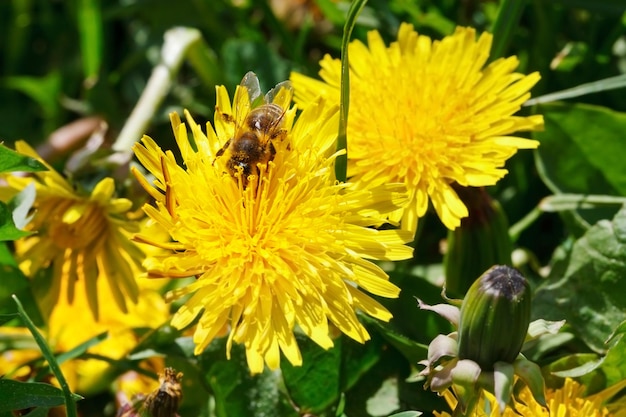 Bee gathering pollen from dandelion flower