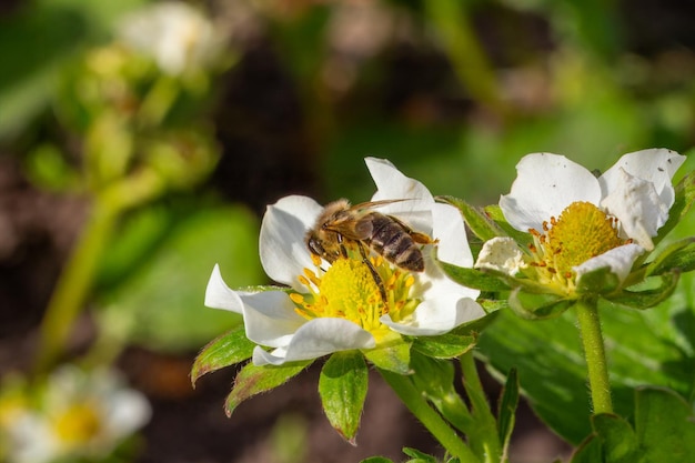 Bee gathering pollen from a white blooming strawberry flower