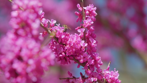 Bee gathering pollen on pink blossoming of judas tree cercis is a tree or shrub close up