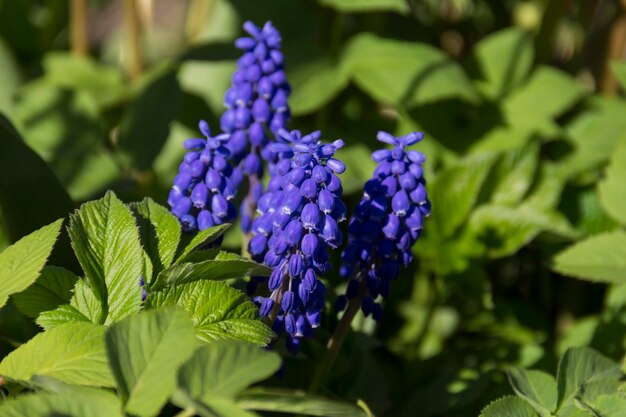 Bee on a grape hyacinth Grape hyacinths background Blue grape hyacinth Blue floral background