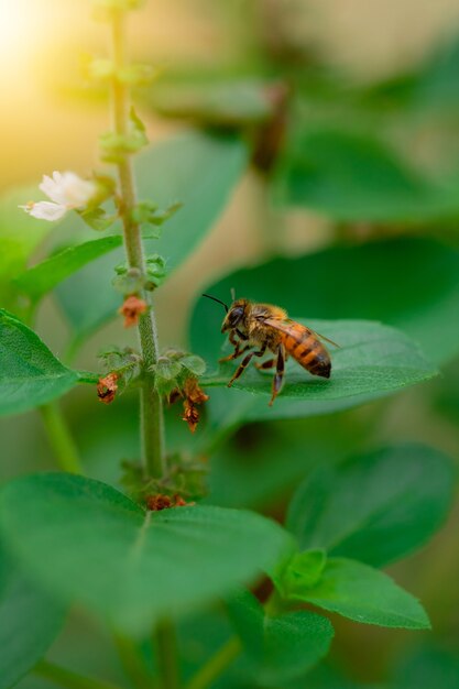 緑のバジルの花に蜂。春のバグのマクロ写真。