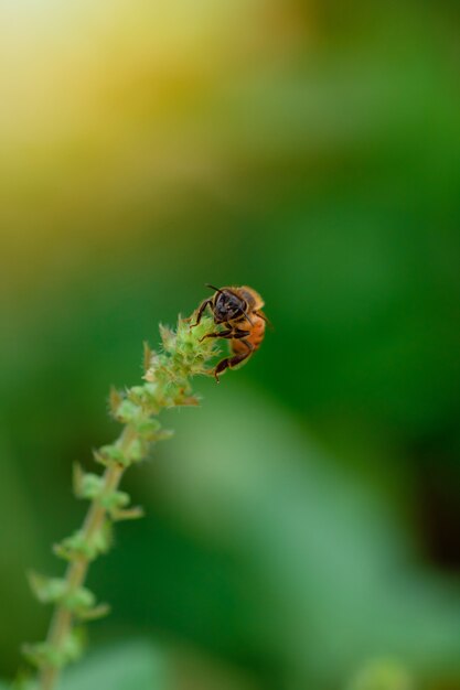 Bee on green basil flower. Macro photo of a bug in spring.