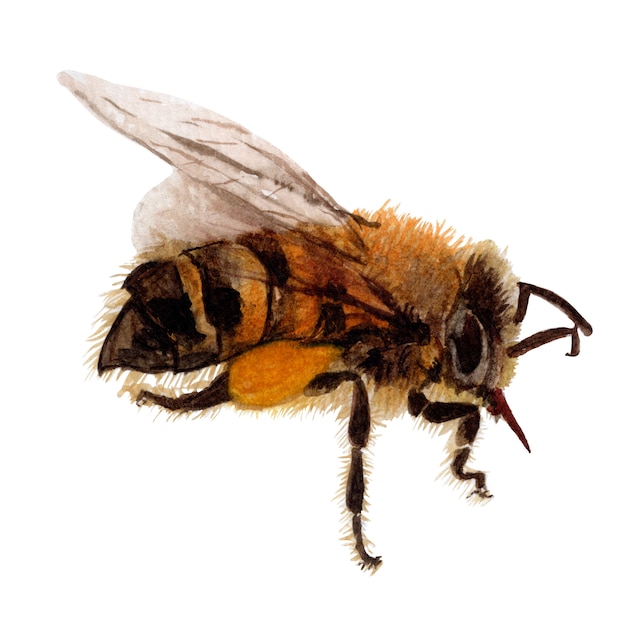 Bee Hand getrokken schets en aquarel illustraties