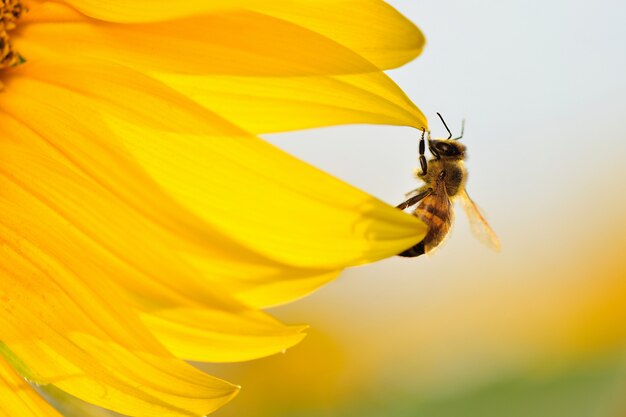 Пчела висит на краю лепестков подсолнуха