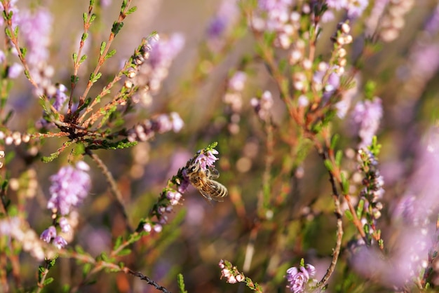 Bee on heather close up on the blurred background.