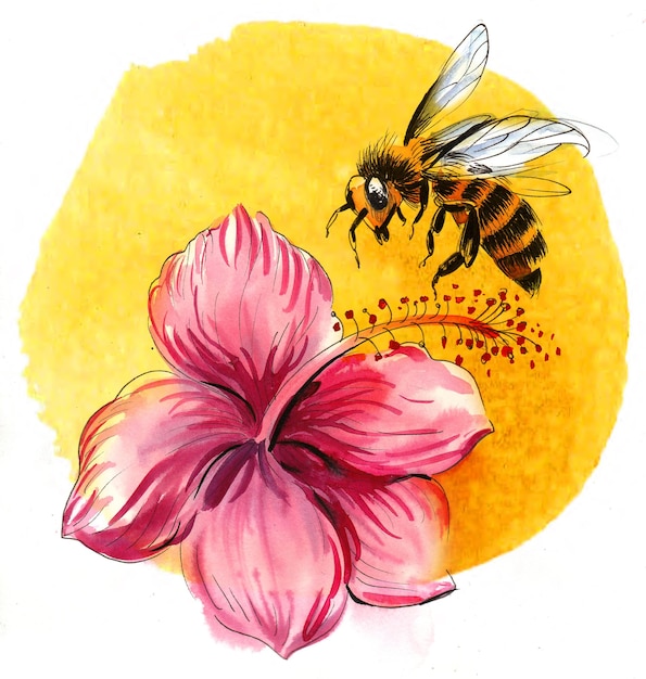 Bee and hibiscus flower Handdrawn ink and watercolor sketch