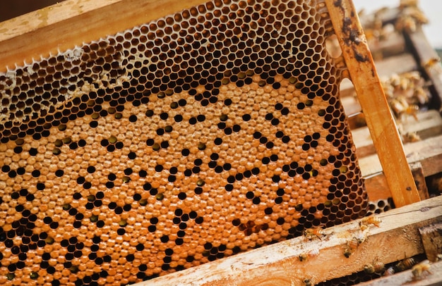 Bee hive or bee nest where honey is harvested