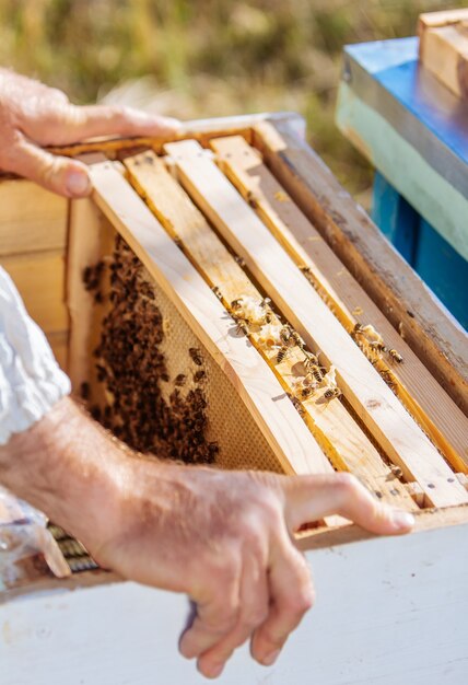 Bee hive in care of bees with honeycombs and honey bees. Beekeeper opened hive to set up an empty frame with wax for honey harvesting.