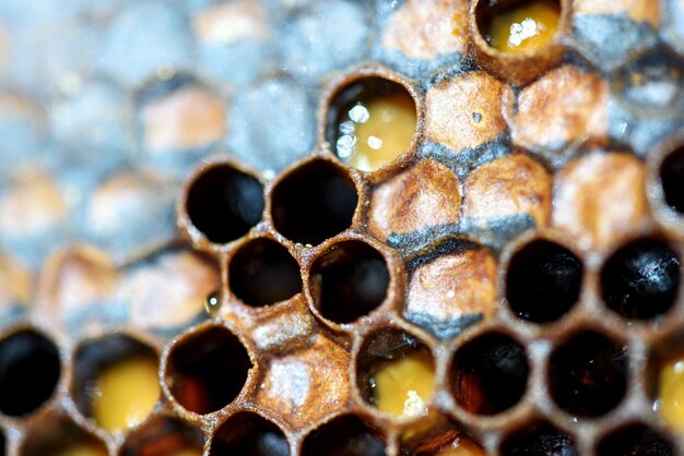 Photo bee hive hexagon honeycomb pattern and honey