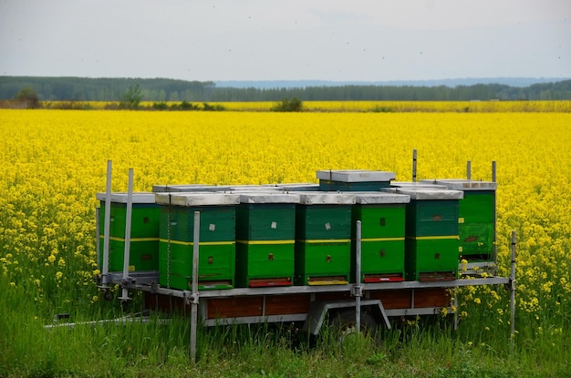 Bee hives in a canola field