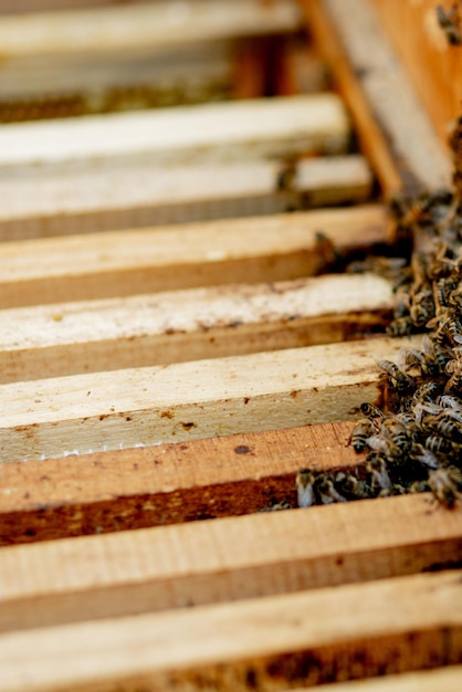 蜂の巣とミツバチの世話をするミツバチの巣箱とミツバチの養蜂家が巣箱を開け、蜂蜜収穫用のワックスで空のフレームをセットアップ