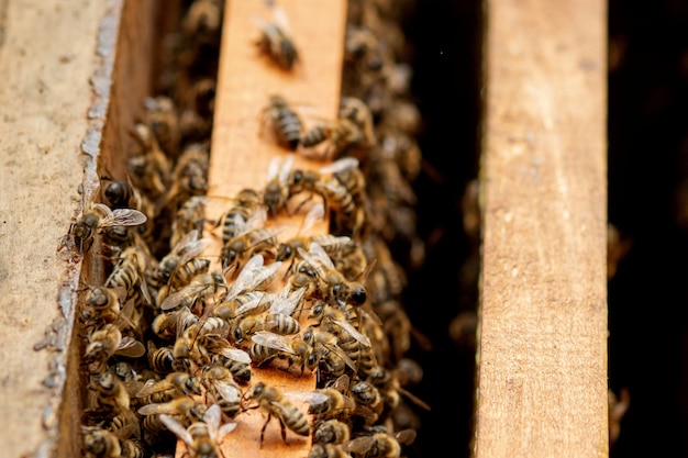 Bee hives in care of bees with honeycombs and honey bees. beekeeper opened hive to set up an empty frame with wax for honey harvesting.