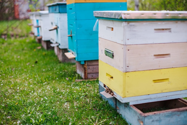 Bee hives close-up on apiary on green grass strewn with fallen cherry leaves.