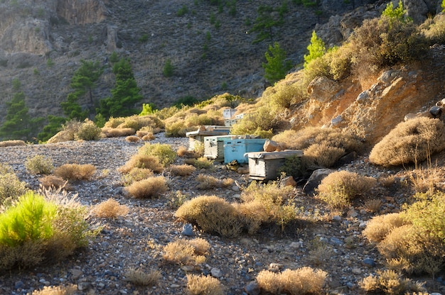 Bee hives in a mountainous area at dusk