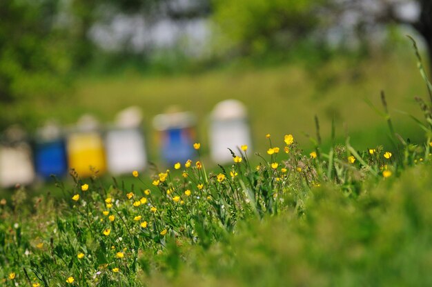 bee home at meadow with flowers and fresh green grass on spring season