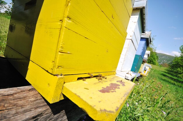 bee home at meadow with flowers and fresh green grass on spring season