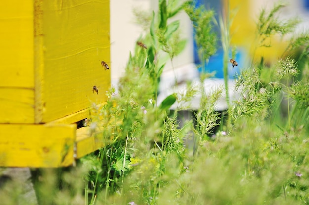 пчелиный дом на лугу с цветами и свежей зеленой травой в весенний сезон