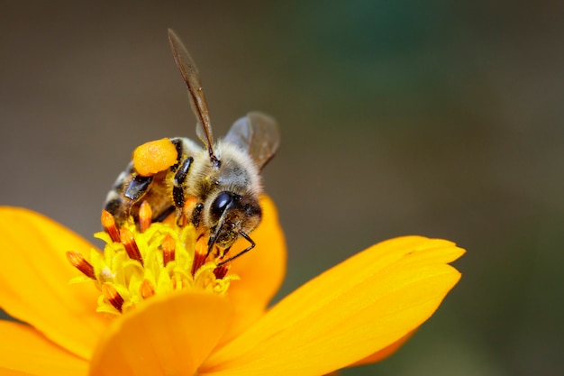 bee or honeybee on yellow flower collects nectar. Golden honeybee on flower pollen