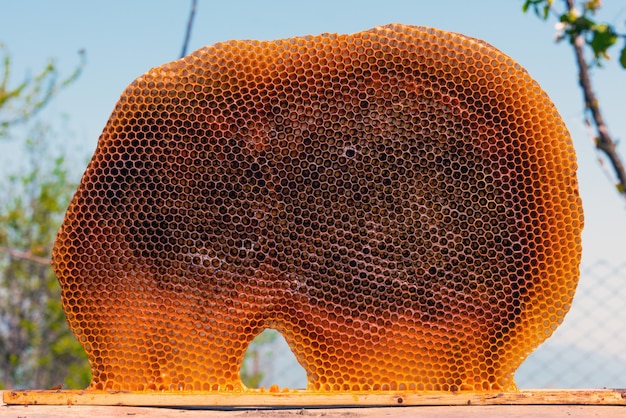 Bee honeycomb in the apiary