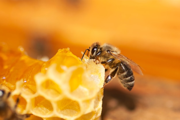 A bee on a honeycomb close-up.