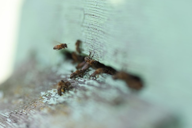 蜂の巣の蜂は蜜をケージに切り込み、蜂は収集から戻って巣箱のノッチに飛び込みます
