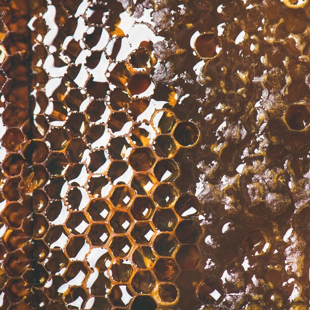 Bee honeycomb texture wallpaper and background square crop