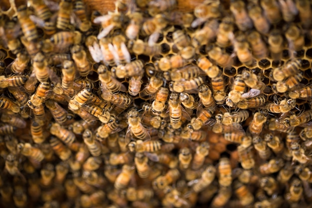 bee and honeycomb in White bee boxes Selective focus