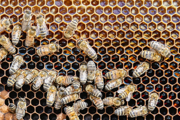 bee on honeycombs with honey slices nectar into cells