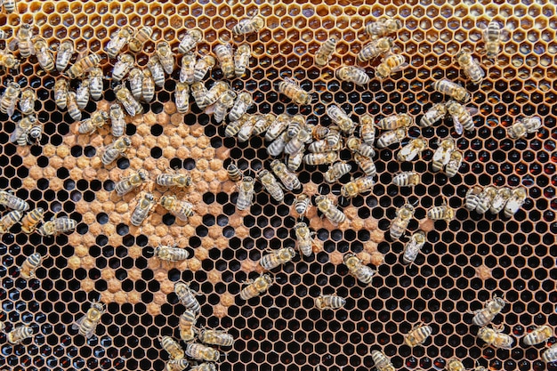 bee on honeycombs with honey slices nectar into cells