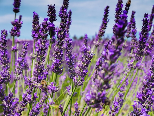 Bee hovering over lavenders in field