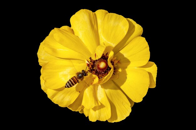 Bee hovering on a yellow flower