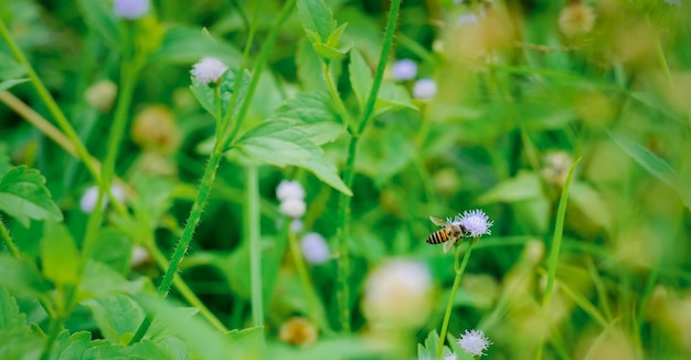 Bee insect fly on blooming flower field pollination in springtime Pollen plant natural way in summer