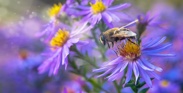 紫色の花の上に昆虫が座っているミツバチ 美しいはがきの背景 ぼやけた画像