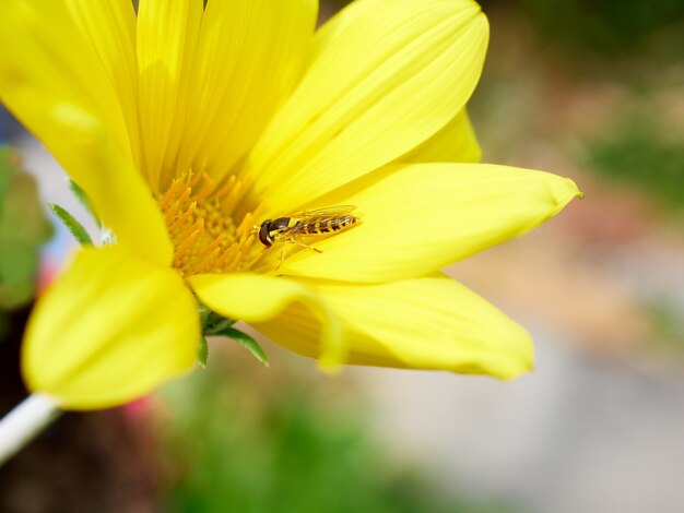 Bee insect on a yellow flower, wild life and spring concept