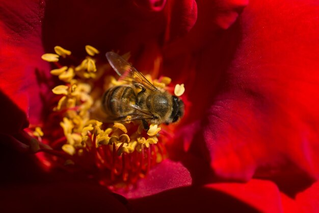 Bee is feeding on Flower pollen