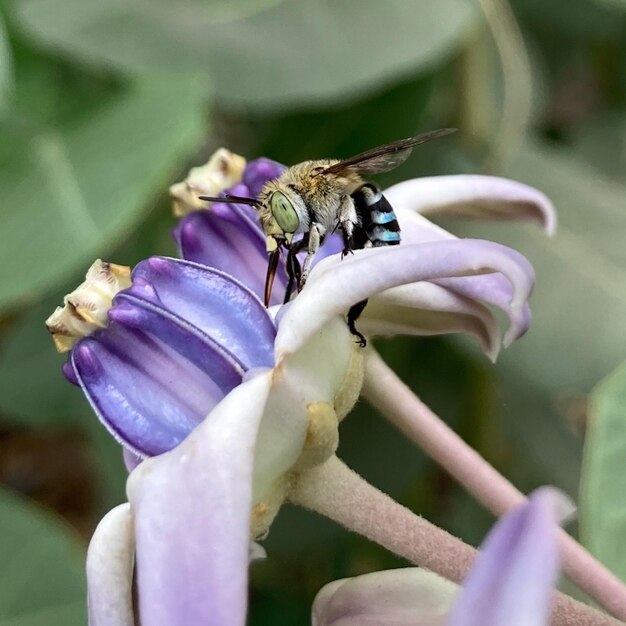 Photo a bee is on a flower with a blue flower