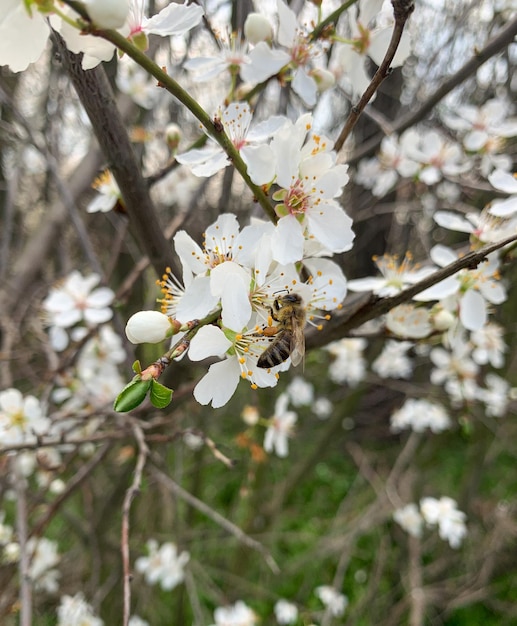 A bee is on a flower with a green background.