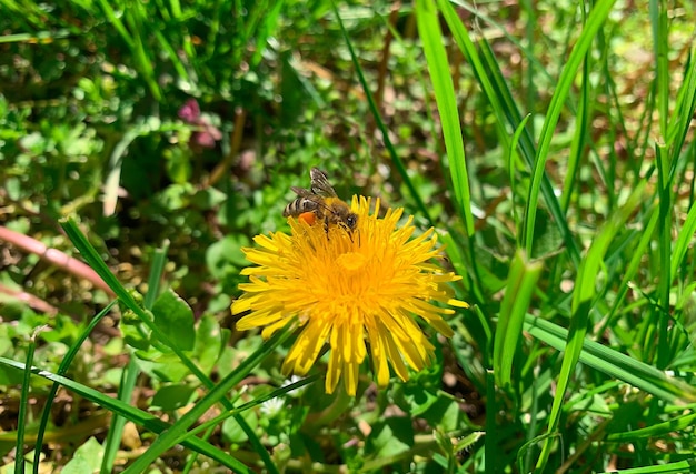 A bee is flying around a dandelion that is yellow and has a bee on it.