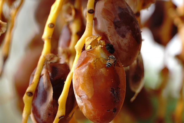 A bee is on a fruit that is about to be eaten.