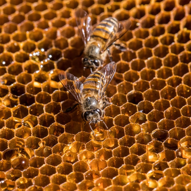 The bee is on the honeycomb.