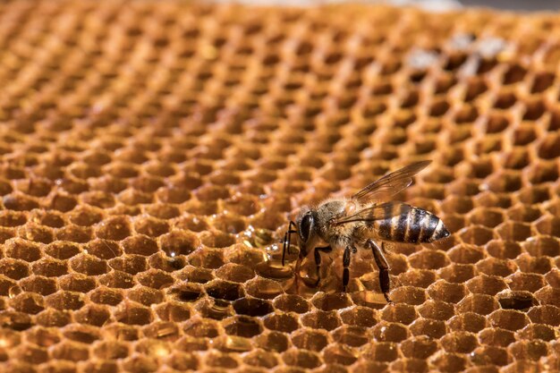 The bee is on the honeycomb.