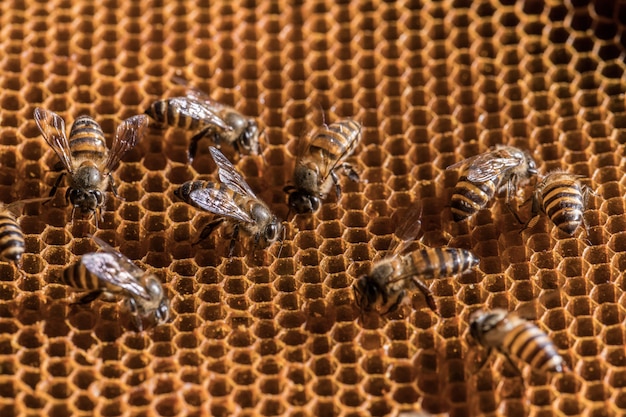 The bee is on the honeycomb.