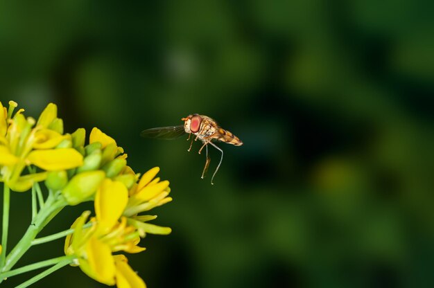 Bee is hovering on mustard flowers