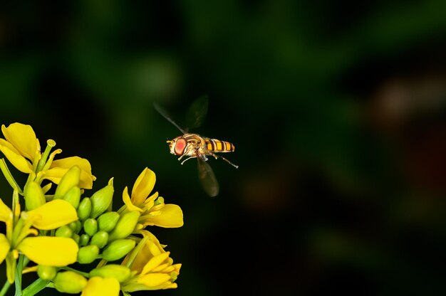 Bee is hovering on mustard flowers